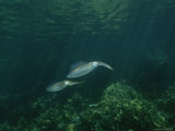 Caribbean Reef Squid Defends its Claim to a Nearby Female Photographic Print by Brian J. Skerry