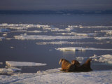 A Trio of Atlantic Walruses Bask on the Pack Ice of Svalbard Photographic Print