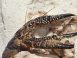 A Crayfish Rests Among Pebbles and Rock in a Pennsylvania Quarry Photographic Print by Nick Caloyianis