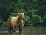 A Brown Bear Standing in Water Fotografisk tryk af Klaus Nigge A Brown Bear Standing in Water Fotografisk tryk af Klaus Nigge