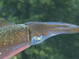 Male Caribbean Reef Squid Turns its Coppery Side toward a Female Photographic Print