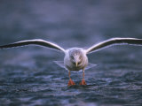 A Herring Gull Prepares to Take off in Flight Photographic Print