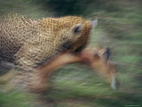 Leopard Leaps on an Impala in Search of a Meal Photographic Print