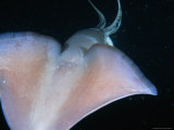Dorsal View of a Giant Or Humboldt Squid at Night Fotografie-Druck von Brian J. Skerry