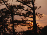 Silhouetted Pitch Pine Needles at Sunset Photographic Print