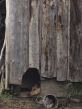 A Dog Naps under a Porch Photographie