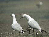 A Pair of Slender-Bill Gulls and Their Young, Larus Genei Photographic Print