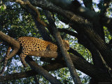 Leopard Rests Lazily Perched on a Tree Limb Photographic Print