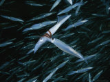 Brian J. Skerry - Opalescant Inshore Squid Lay More Than 50,000 Eggs at a Time - Fotografik Baskı
