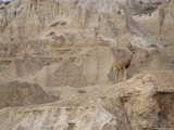 Mule Deer Standing on Ridge in the Badlands Near Cedar Pass Photographic Print by Annie Griffiths
