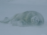 A Mother Weddell Seal and Her Pup Snuggle Close During a Snowstorm Photographic Print
