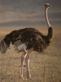 Portrait of an Ostrich in Tanzania Photographic Print by Carsten Peter
