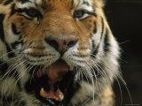 A Close View of the Face of Khuntami, a Male Siberian Tiger Photographic Print
