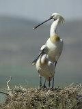 A Pair of White Spoonbill Birds Sit in Their Nest Photographic Print by Klaus Nigge