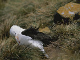 A Black-Browed Albatross Sitting on its Nest Photographic Print by Gordon Wiltsie