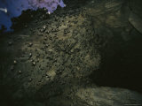 Thousands of Wrinkled-Lipped Bats Exiting a Cave at Dusk Photographic Print