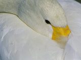 A Whooper Swan Resting with Bill Tucked under Wings Photographic Print