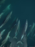 A Pod of Bottlenose Dolphins Swim in the Gulf of California Photographic Print