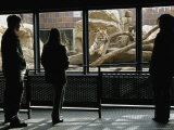 Tourists Observe Khuntami, a Siberian Tiger, in His Enclosure Photographic Print