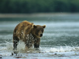 A Brown Bear Splashing Through Water While Hunting for Salmon Photographic Print by Klaus Nigge