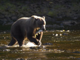A Brown Bear with a Freshly Caught Salmon Photographie