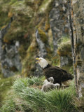 An American Bald Eagle and Chicks in Their Clifftop Nest Photographic Print by Klaus Nigge