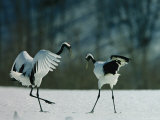 A Pair of Japanese or Red Crowned Cranes Engage in a Courtship Dance Photographic Print by Tim Laman