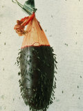 Close-up of female Anopheles mosquitoes attacking a bag of warm blood at feeding time. Lámina fotográfica