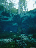 View of a Tree Trunk Underwater in Blue Springs, Florida Photographic Print by Nick Caloyianis