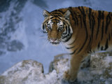 A Siberian Tiger Walks About its Enclosure Photographic Print