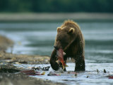 A Brown Bear with a Freshly Caught Salmon in its Mouth Photographie
