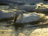 Whooper Swans Bathing in Early Morning Light Photographic Print