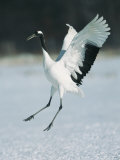 A Japanese or Red Crowned Crane Engages in a Courtship Dance Photographic Print