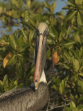 Portrait of a Brown Pelican (Pelecanus Occidentalis) Photographic Print by Ralph Lee Hopkins