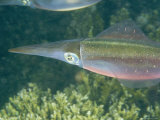 Caribbean Reef Squid Have about 35 Patterns of Skin in its Wardrobe Photographic Print