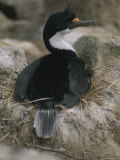 A Nesting Blue-Eyed Comorant Photographic Print by Gordon Wiltsie