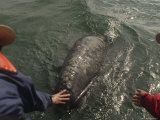 A Gray Whale Calf Surfacing to Be Touched by Humans Photographic Print
