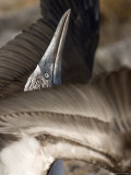 A Blue Footed Booby Flaps His Wings as Part of His Mating Ritual Photographic Print by Ralph Lee Hopkins