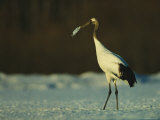 A Japanese or Red Crowned Crane Preens its Feathers Photographic Print