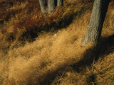 Oak Trees and Meadow with Grasses at Tanners Ridge Photographic Print