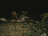 Asian Wild Dogs or Dholes (Cuon Alpinus) Prey on a Sambar Deer in Khao Yai National Park, Thailand Photographic Print