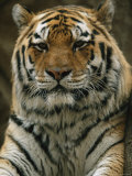 A Portrait of Khuntami, a Male Siberian Tiger, Looking Regal Photographic Print by Joel Sartore