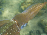 Male Caribbean Reef Squid Turns its Coppery Side toward a Female Photographic Print
