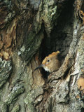 A Hoopoe Peers from a Hole in a Tree Photographie