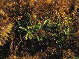 Ferns in Autumn Brown Color with Green Mountain Laurel Leaves Photographic Print