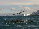 A Group of Giant Petrels in a Feeding Frenzy on the Water Photographic Print by Ralph Lee Hopkins