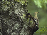 A Hoopoe Perches on a Tree Photographie