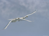 A Pair of Whooper Swans in Flight Photographic Print