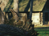 Roots of a Fallen Oak Tree with Miller Cabin in the Background Photographic Print