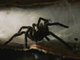 A Tarantula (Theraphosidae Family) Emerges from its Web Fotografie-Druck von Tim Laman